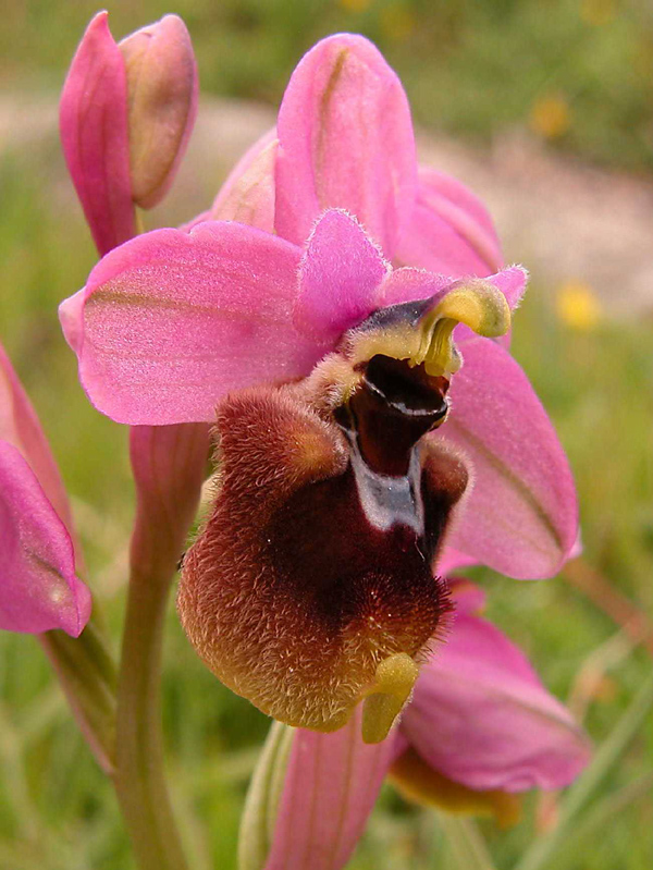 Ophrys  tenthredinifera