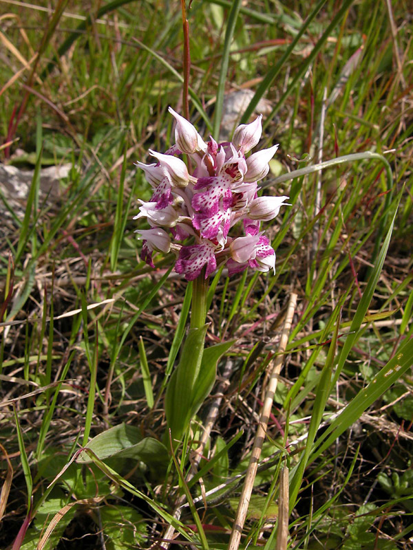 Orchis lactea... Sicilia Orientale