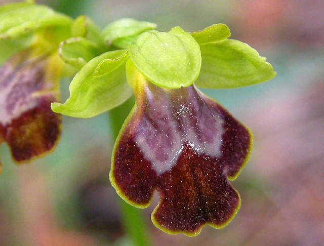 Campo di Ophrys fusca s.l. e O. ciliata