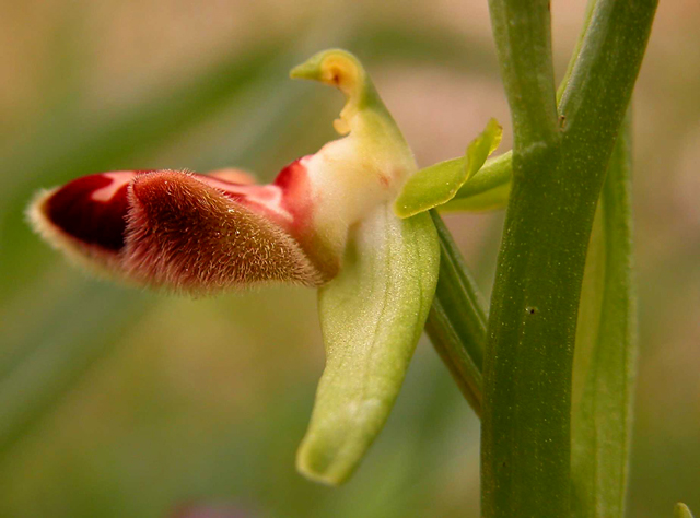 Ophrys incubacea (ipercromia di....)