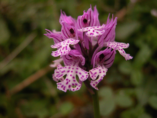 Orchis tridentata