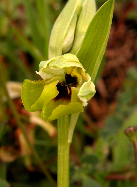 Ophrys lacaitae