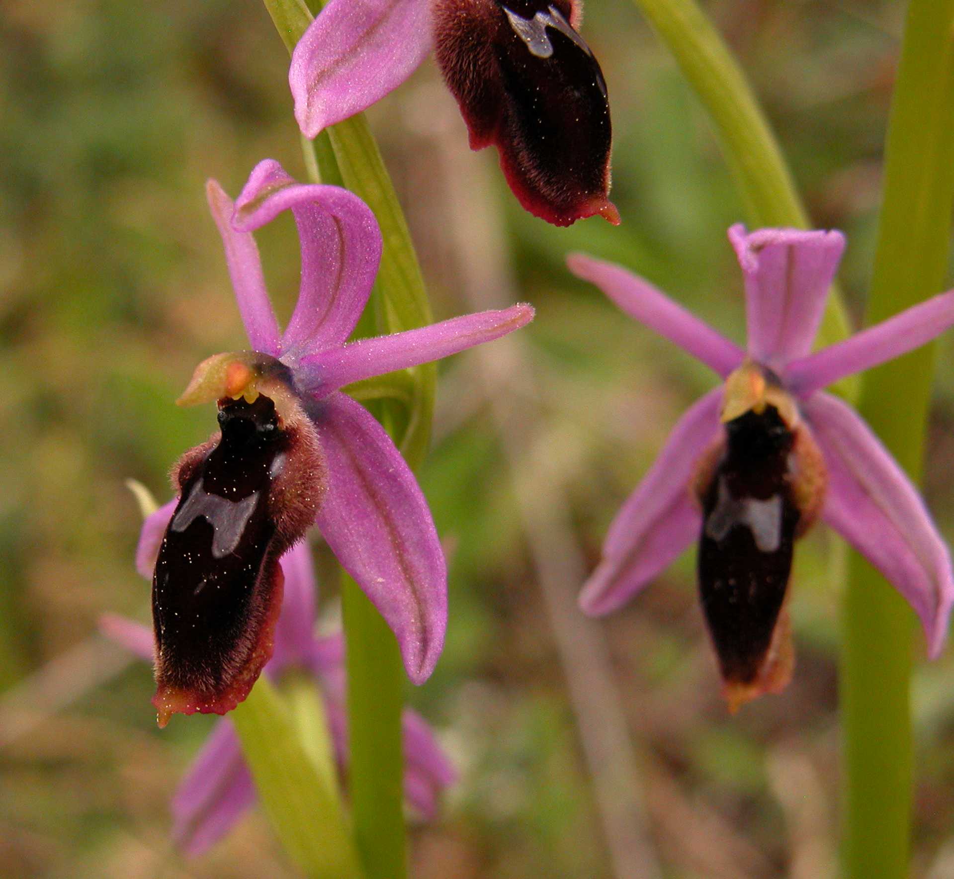 Ophrys lunulata