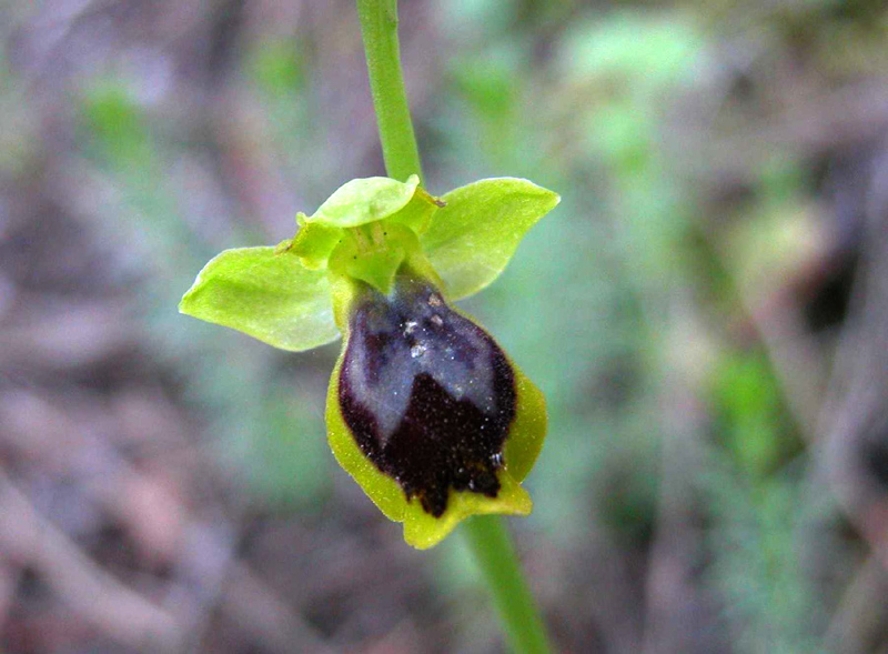 SICILIA -Subfusca da identificare