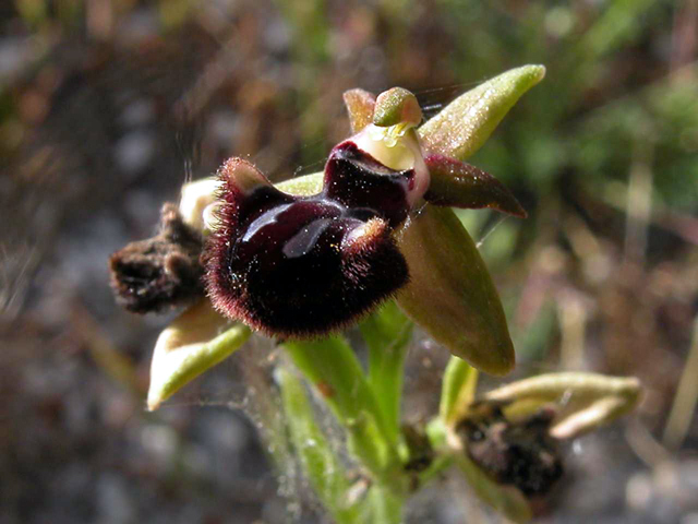 SICILIA - Iblei - Ultime 2009