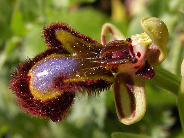 Iblei - diario fioriture fine Aprile