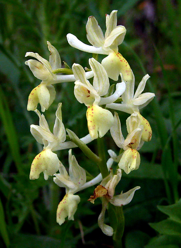 Orchis provincialis - Monte Lauro - SICILIA -