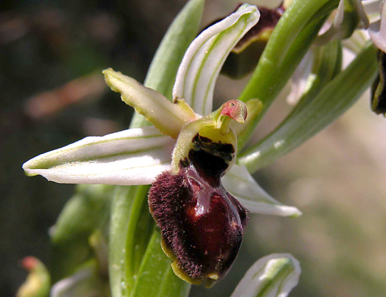 Ophrys sphegodes  e Ophrys exaltata.