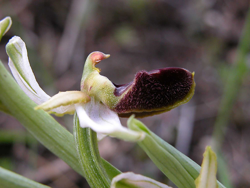 Ophrys sphegodes  e Ophrys exaltata.