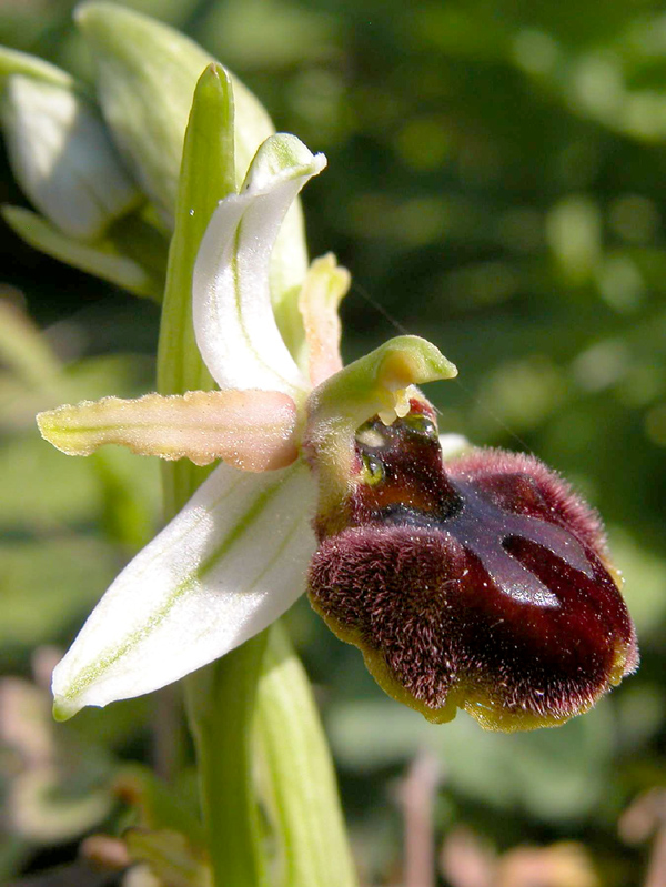 Ophrys garganica, O. sphegodes... ed altro