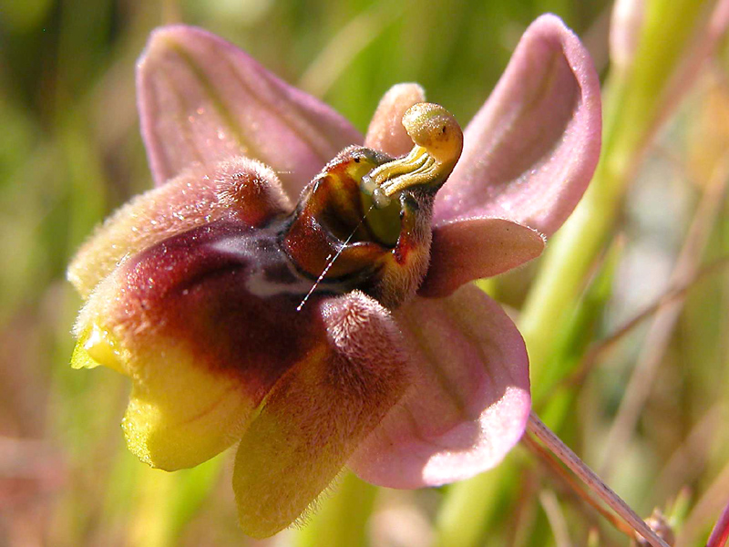 Ophrys x sommieri (O. bombyliflora x O. tenthredinifera)