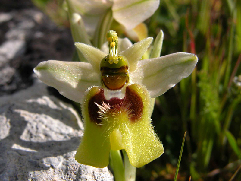 Ophrys  tenthredinifera