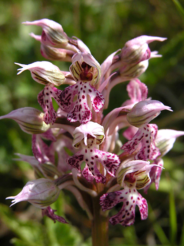 Orchis lactea... Sicilia Orientale