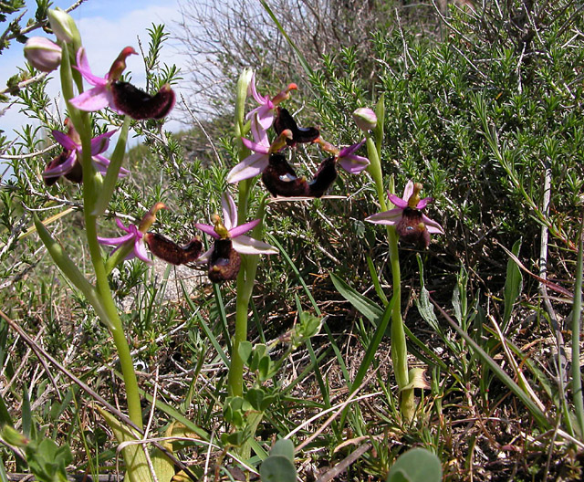 O.bertolonii ....