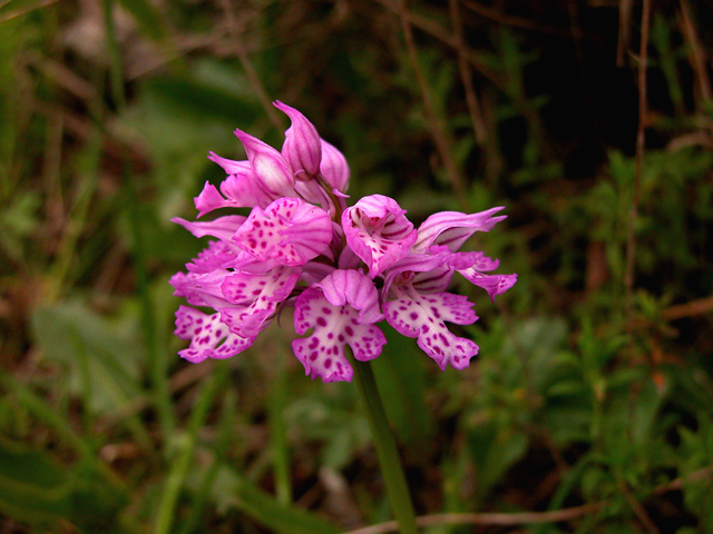 Orchis tridentata