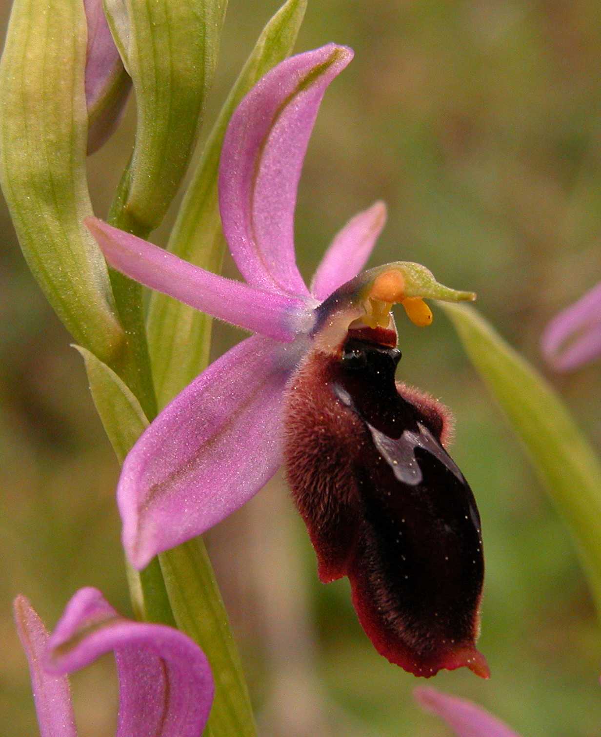 Ophrys lunulata