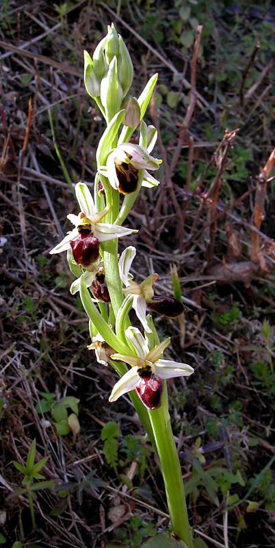 Ophrys sphegodes  e Ophrys exaltata.