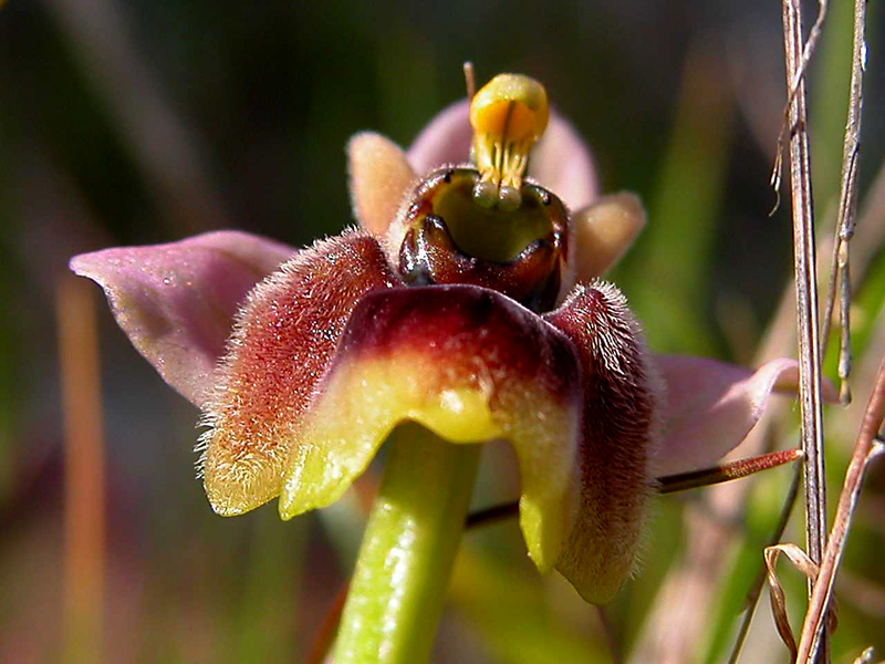 Ophrys x sommieri (O. bombyliflora x O. tenthredinifera)