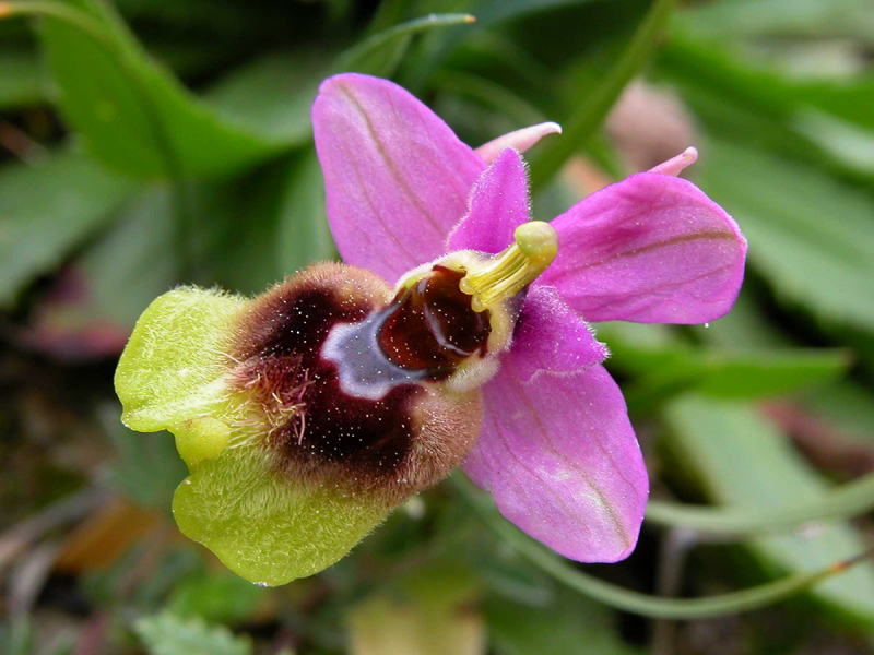 Ophrys  tenthredinifera