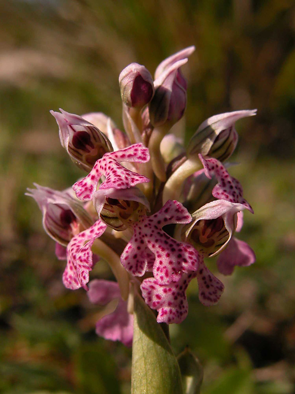 Orchis lactea... Sicilia Orientale