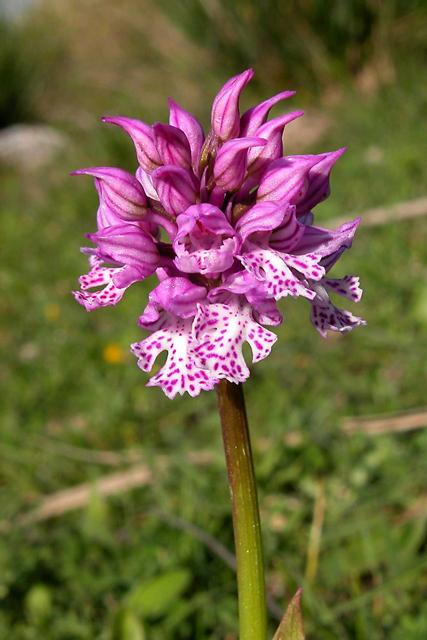 Orchis tridentata