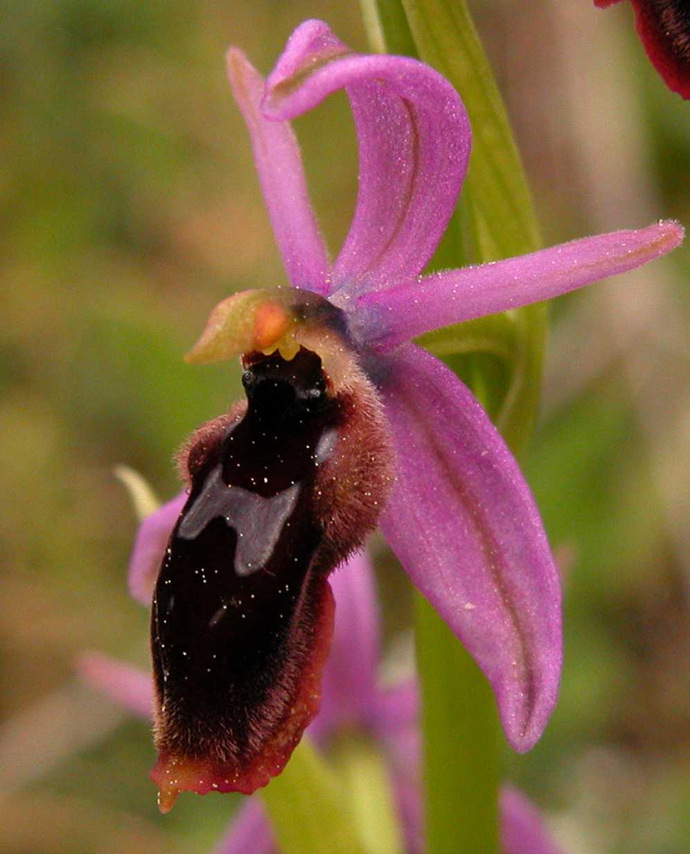 Ophrys lunulata