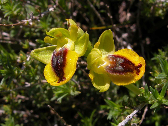 Iblei - diario fioriture fine Aprile