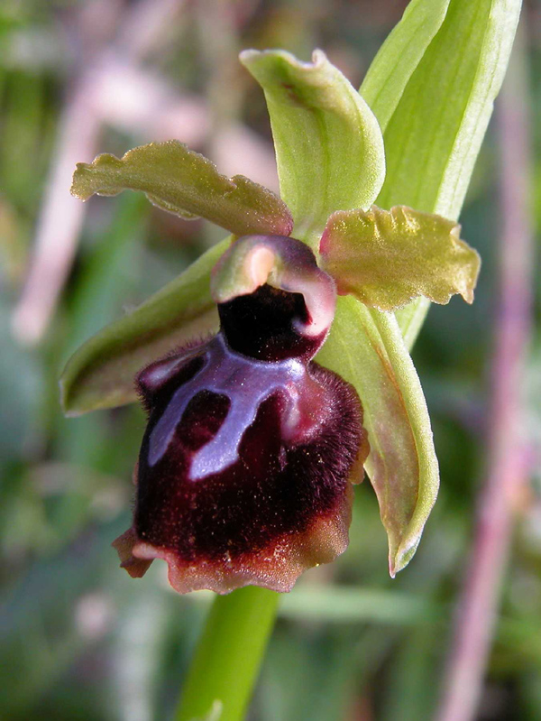 Ophrys garganica, O. sphegodes... ed altro