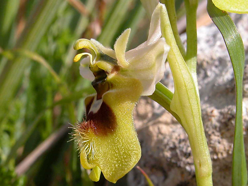 Ophrys  tenthredinifera