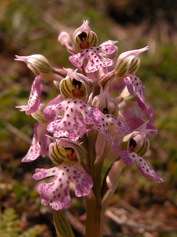 Orchis lactea... Sicilia Orientale