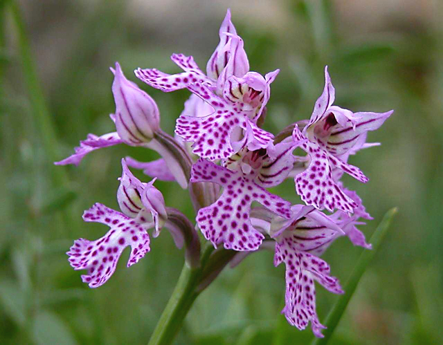 Orchis tridentata