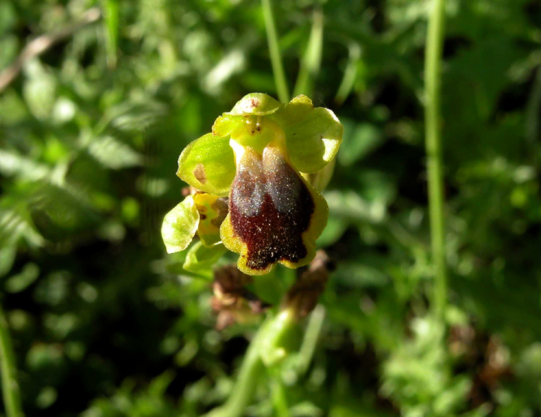 SICILIA - Iblei - Ultime 2009