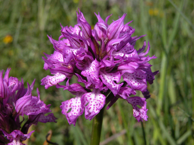 Iblei - diario fioriture fine Aprile