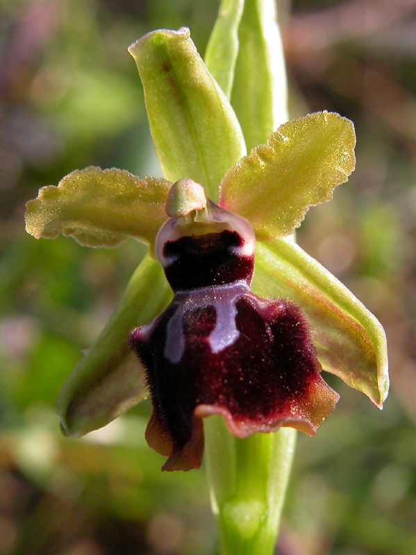 Ophrys garganica, O. sphegodes... ed altro