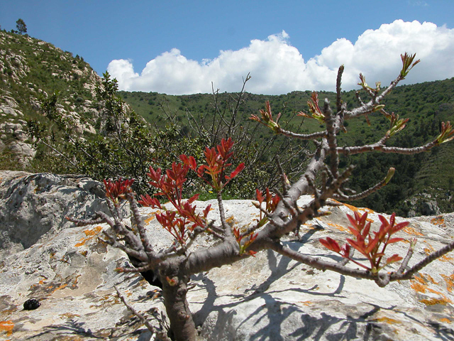 Sant''Andrea... crocifissione