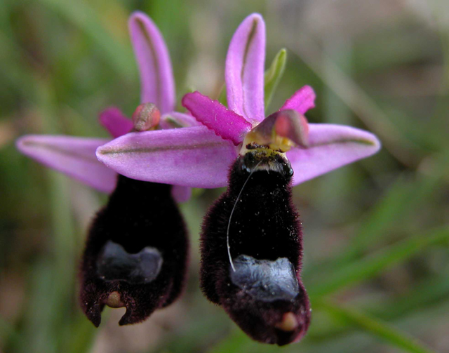 O.bertolonii ....