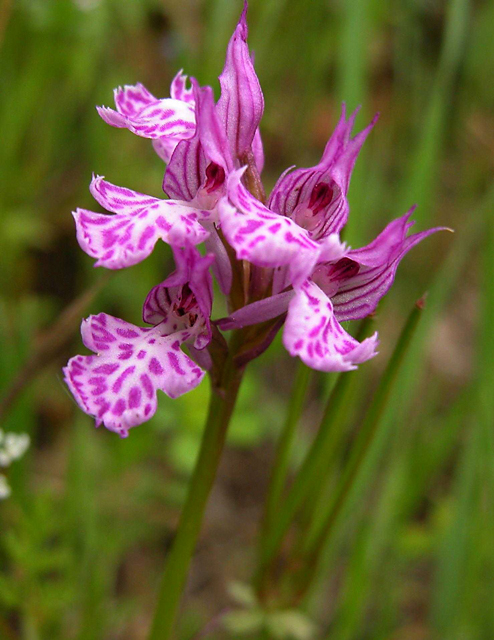 Orchis tridentata