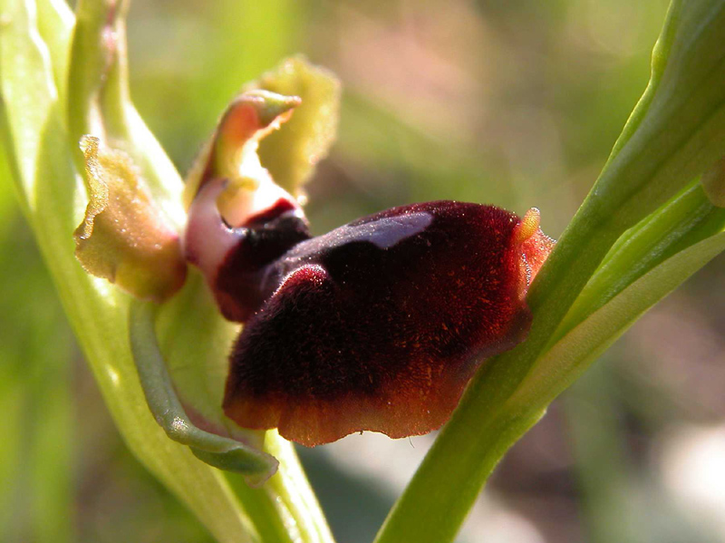 Ophrys garganica, O. sphegodes... ed altro