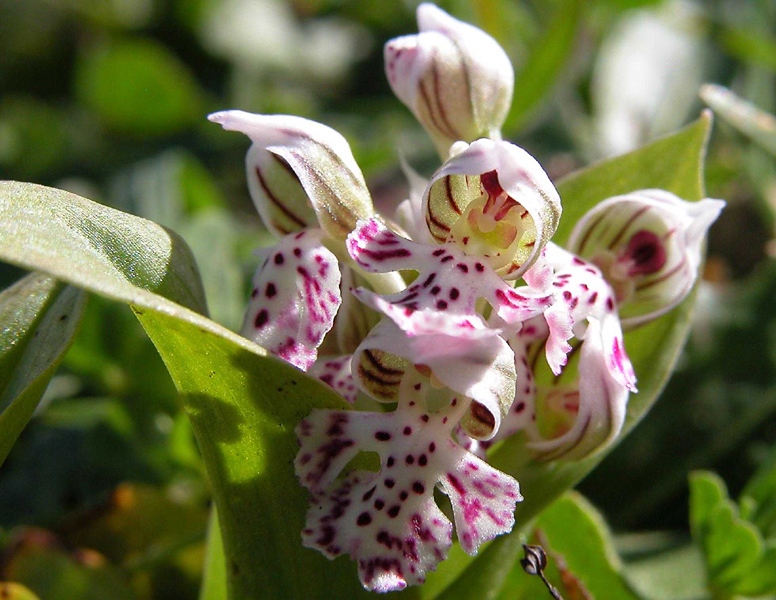 Orchis lactea... Sicilia Orientale