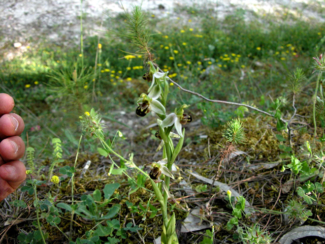 SICILIA - Iblei - Ultime 2009