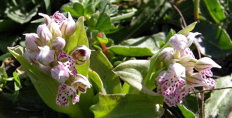 Orchis lactea... Sicilia Orientale