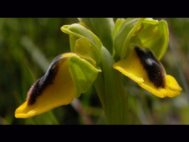 O. lutea... variabilit.