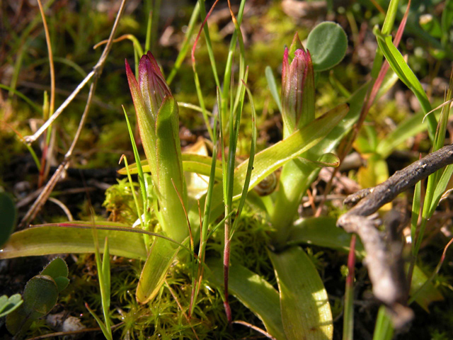 Orchis papilionacea