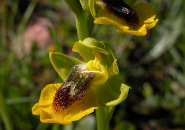 O. lutea... variabilit.