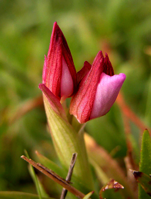 Orchis papilionacea