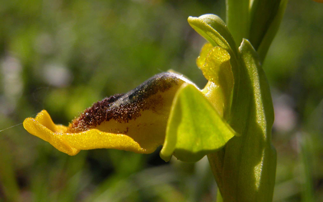 O. lutea... variabilit.