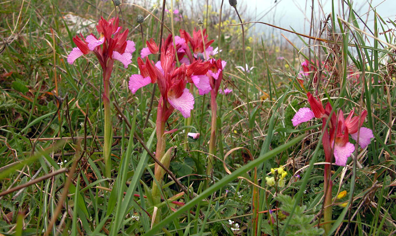 Orchis papilionacea