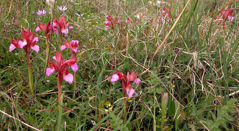 Orchis papilionacea