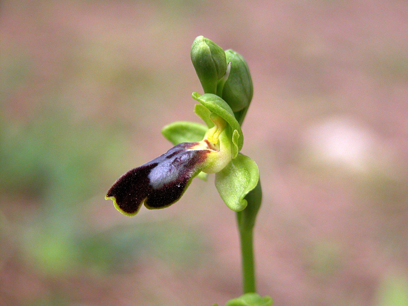 Sicilia Orientale (Ophrys ed altro)