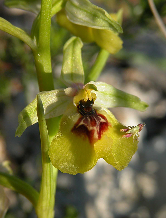 O. LACAITAE  CON  MICROGRILLO